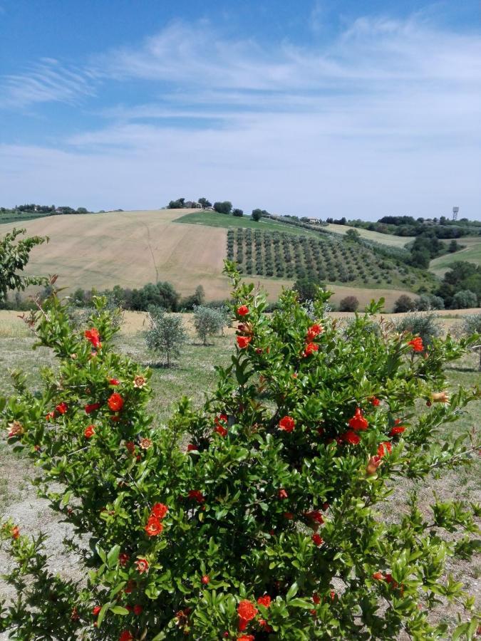 Il Giardino Nella Valle Belvedere Ostrense Экстерьер фото