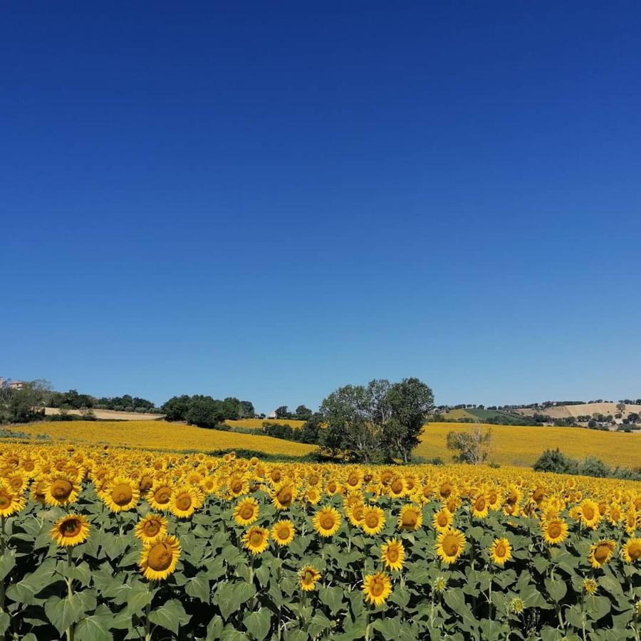 Il Giardino Nella Valle Belvedere Ostrense Экстерьер фото