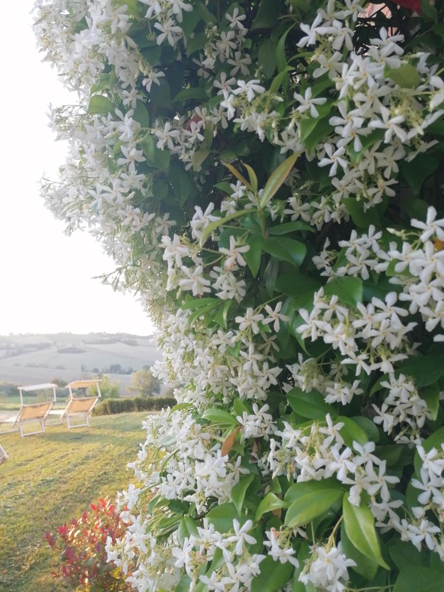 Il Giardino Nella Valle Belvedere Ostrense Экстерьер фото