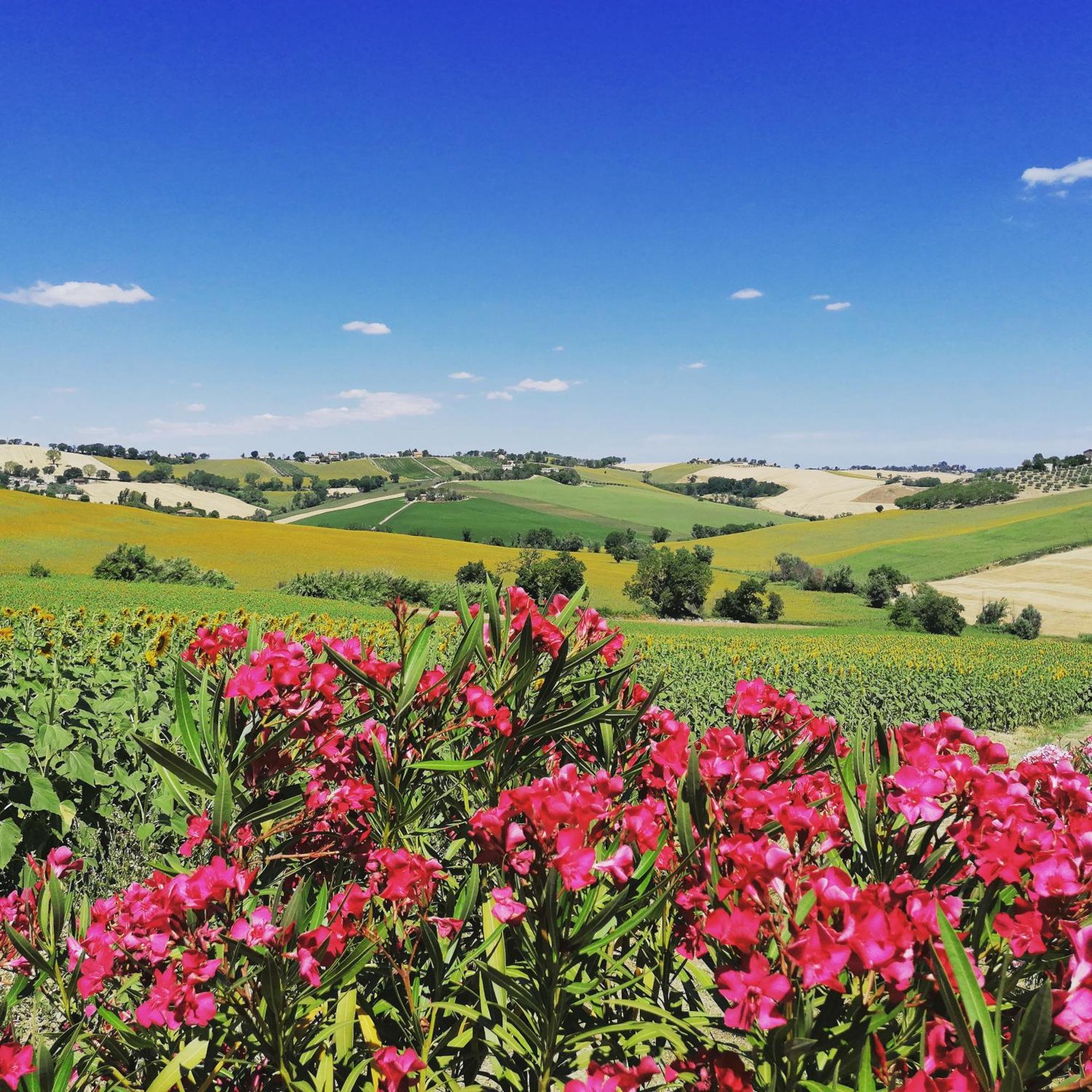 Il Giardino Nella Valle Belvedere Ostrense Экстерьер фото